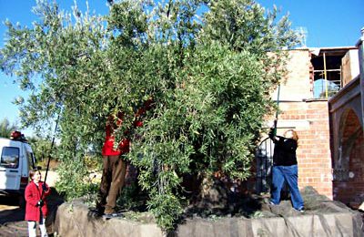 This is how we harvest olives, the traditional way