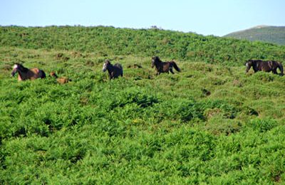 First Sighting of Wild Horses