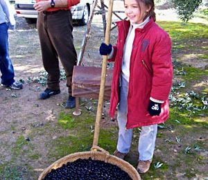 Belen gathers the black olives in a traditional woven basket