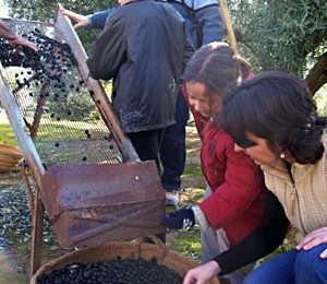 Cleaning the dirt and leaves from the olives