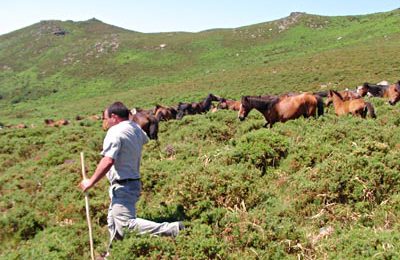 Chaparoning Horses from Hills to Village